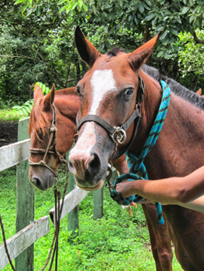 An image from Costa Rica horse back riding